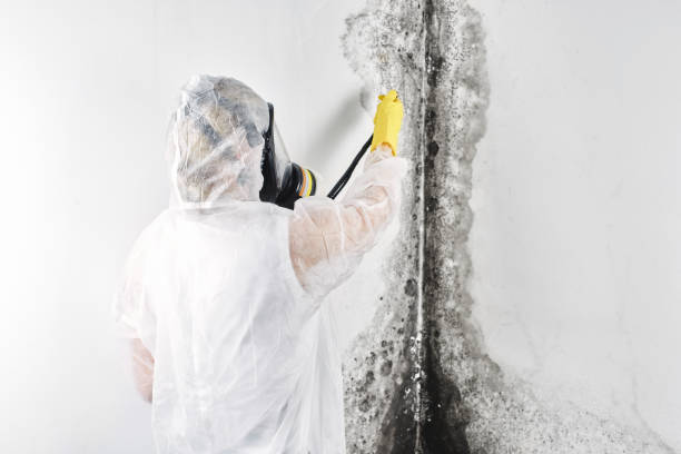 Best Water damage cleanup near me  in Setauket, NY